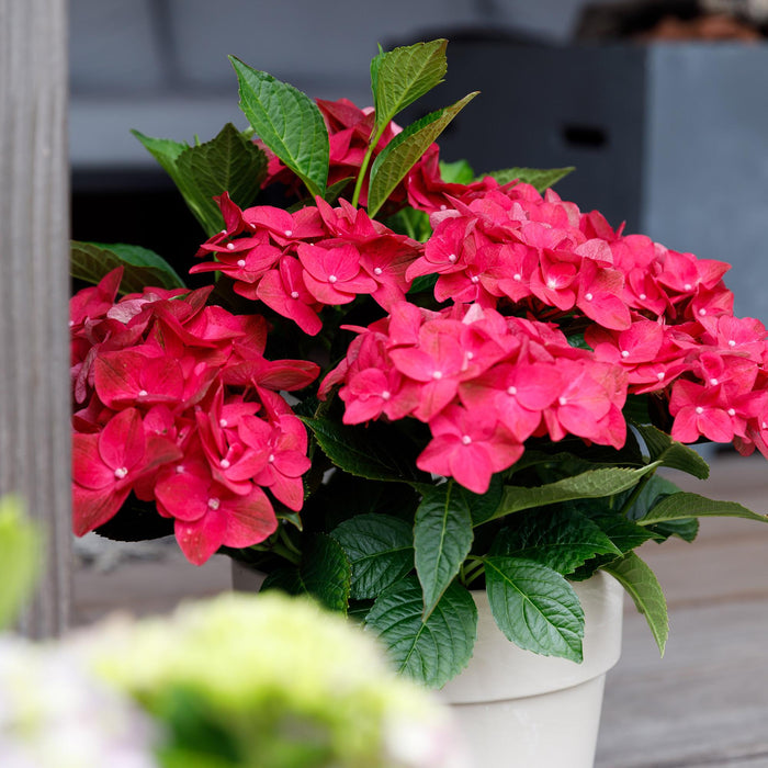 Terrasplant - Hortensia - Hydrangea Magical Teusday & Saphire - Rood - 6-10 Bloemen - 2 Planten - Pot 23cm Hoogte 55cm