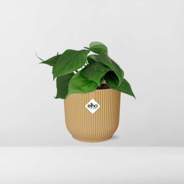 Philodendron Scandens + elho Vibes Fold Ø14cm geel