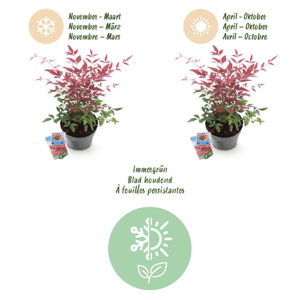 Nandina Obsessed - Rood - 1 Plant - Groenblijvend - Weinig Onderhoud - Pot 17cm Hoogte 45cm