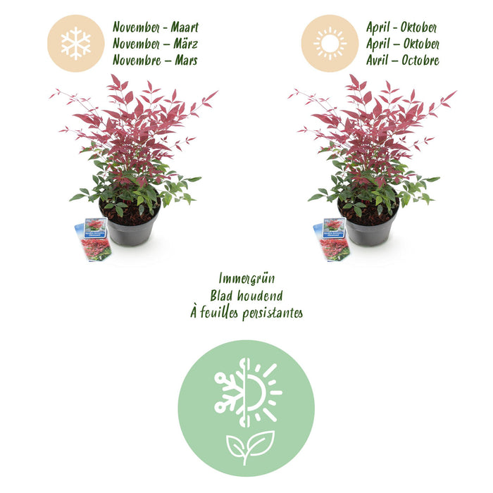 Nandina Obsessed - Rood - 1 Plant - Groenblijvend - Weinig Onderhoud - Pot 17cm Hoogte 45cm