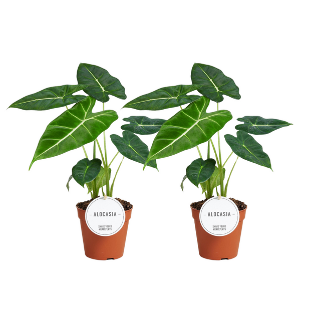 Alocasia Frydek - Olifantsoor - ↕35cm - Ø12cm - 2x