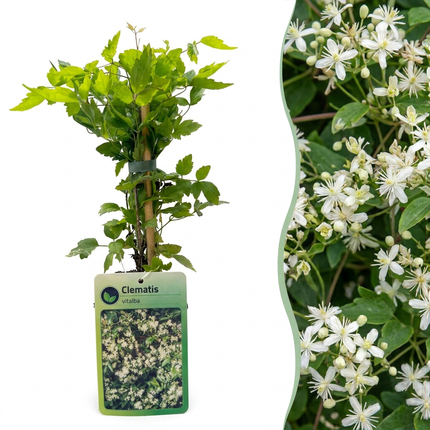 Clematis vitalba - Bosrank 6x - Wit - Klimplant - Ø9cm - ↕35cm