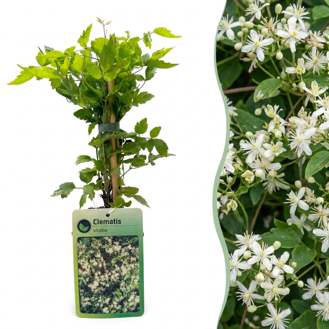 Clematis vitalba - Bosrank 6x - Wit - Klimplant - Ø9cm - ↕35cm