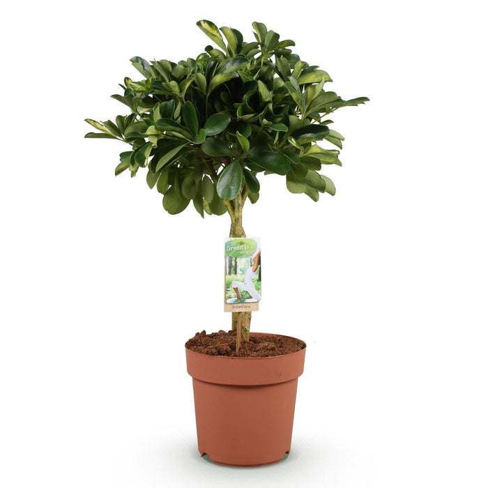 Schefflera Gold Capelle - Vingerboom - ↕70-80cm - Ø21cm