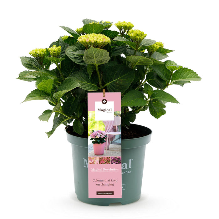 Terrasplant - Hortensia - Hydrangea Magical Revolution Pink - Pink - 6-10 Bloemen - Pot 23cm Hoogte 55cm