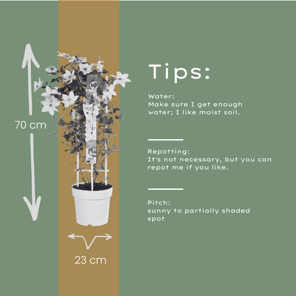 Clematis Garland Tsukiko - ↕70cm - Ø23cm