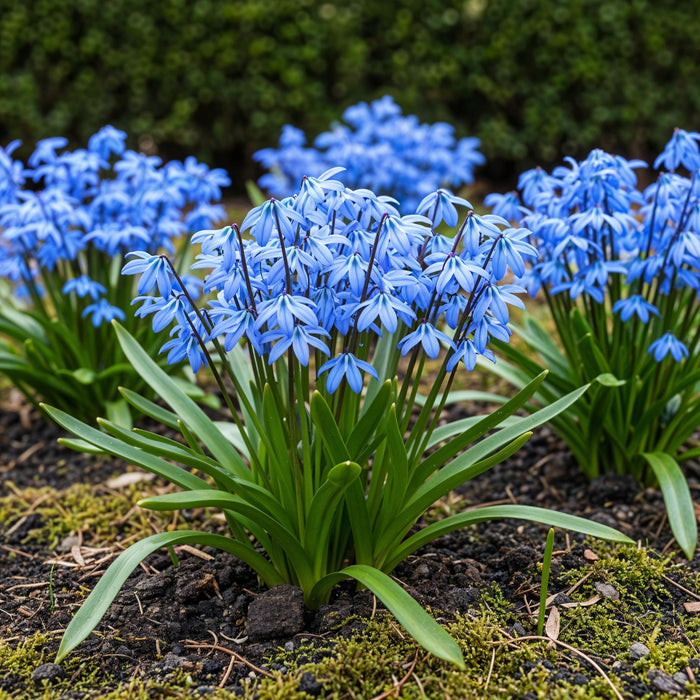 Bloembollen - Scilla Siberica - Kleur Paars - 50 stuks - Bolmaat 7/8 - XXL Pack
