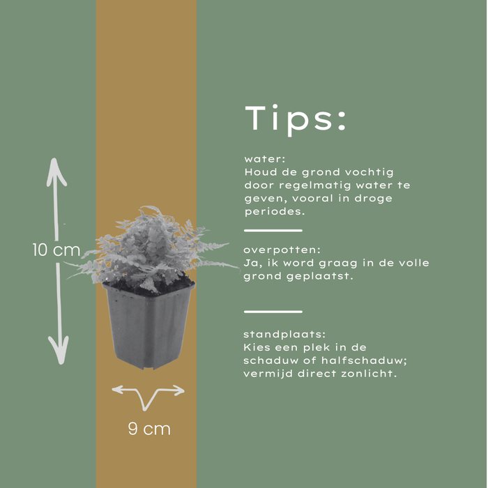 12x Dryopteris filix-mas - ↕10-25cm - Ø9cm