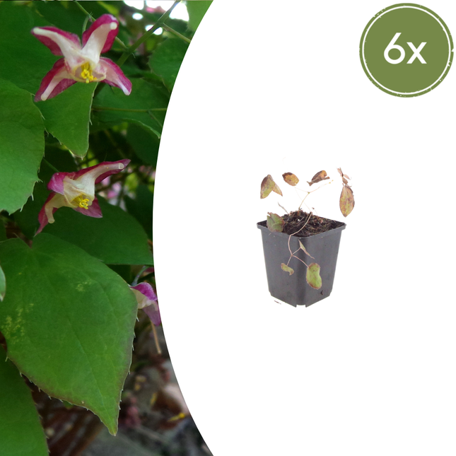 Epimedium rubrum - Elfenbloem - ↕10-25cm - Ø9cm - 6x
