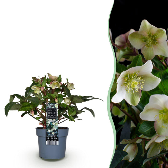 Fasterose - Helleborus Diamfire - Grøn Blomst - ↕40cm - Ø19cm