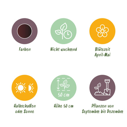 Blumenzwiebeln – Tulpe Triumph Black – Farbe: Dunkelviolett – 12 Stück – Zwiebelgröße: 11/12 – XXL-Packung