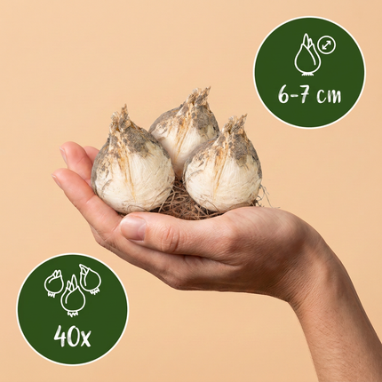 40x Allium Ping Pong - Bloembollen - Sierui Ping Pong - Wit - Zomerbloeier - Bolmaat 6/7