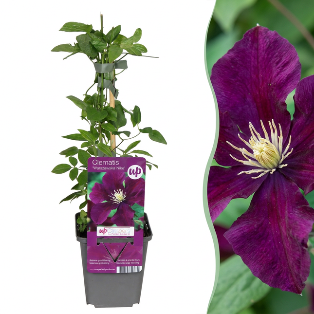 Clematis Warszawska Nike - Bosrank 6x - Rood - Klimplant - Ø9cm - ↕35cm