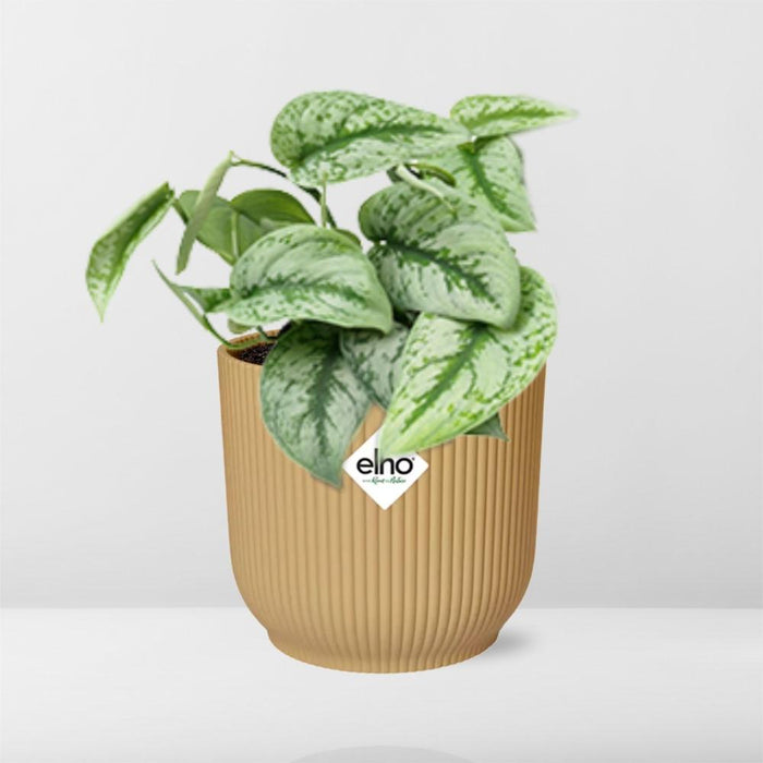 Scindapsus Pictus ‘Trebie’ in elho Vibes Fold Ø14cm geel