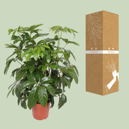Schefflera Actinophylla Amate - ↕120cm - Ø30cm