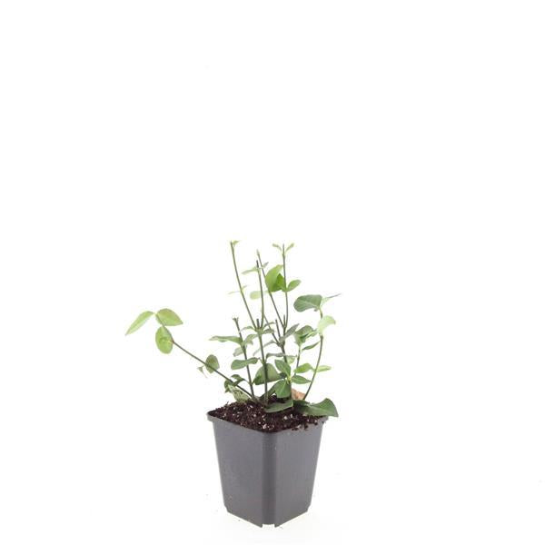 Euonymus fort. 'Coloratus' - ↕10-25cm - Ø9cm - 48x