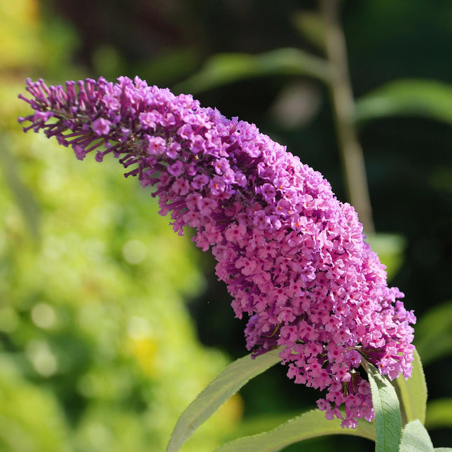 Arbusto de mariposas - Buddleja davidii Pink Delight - Flor rosa - ↕25cm - Ø17cm - 1x