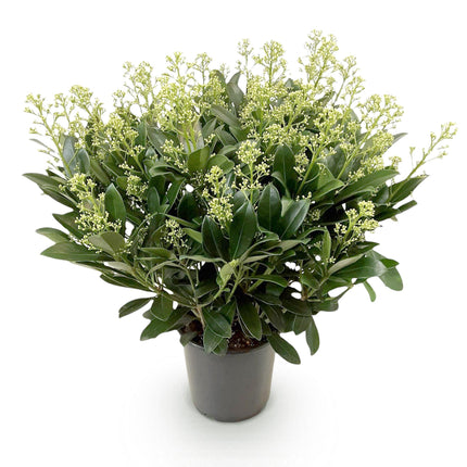 Skimmia japonica 'Finchy' – Weißblühend – Über 40 Blüten – ↕60 cm – Ø19 cm