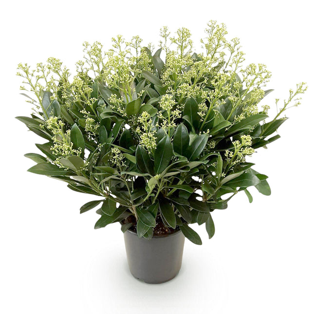 Skimmia japonica 'Finchy' – Weißblühend – Über 40 Blüten – ↕60 cm – Ø19 cm