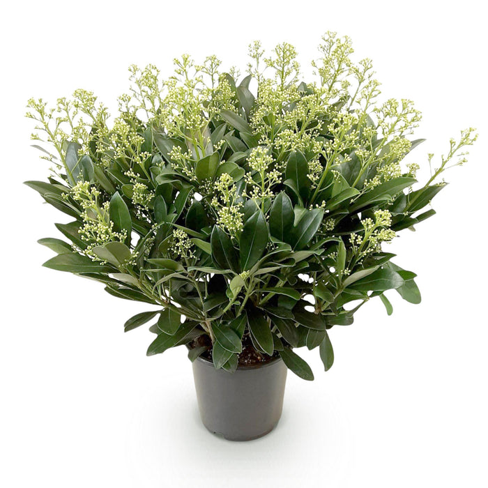Skimmia japonica Finchy - Bloem Wit - 40+ Bloemen - ↕60cm - Ø19cm