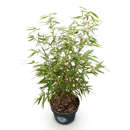 Fargesia scabrida Asian Wonder - Niet Woekerende Bamboe - ↕80cm - Ø23cm
