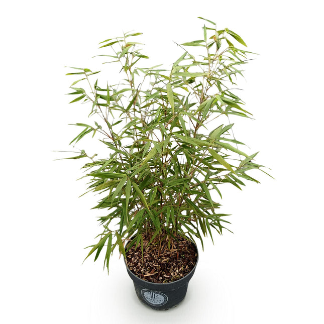 Fargesia scabrida Asian Wonder - Bambù non invasivo - ↕80cm - Ø23cm