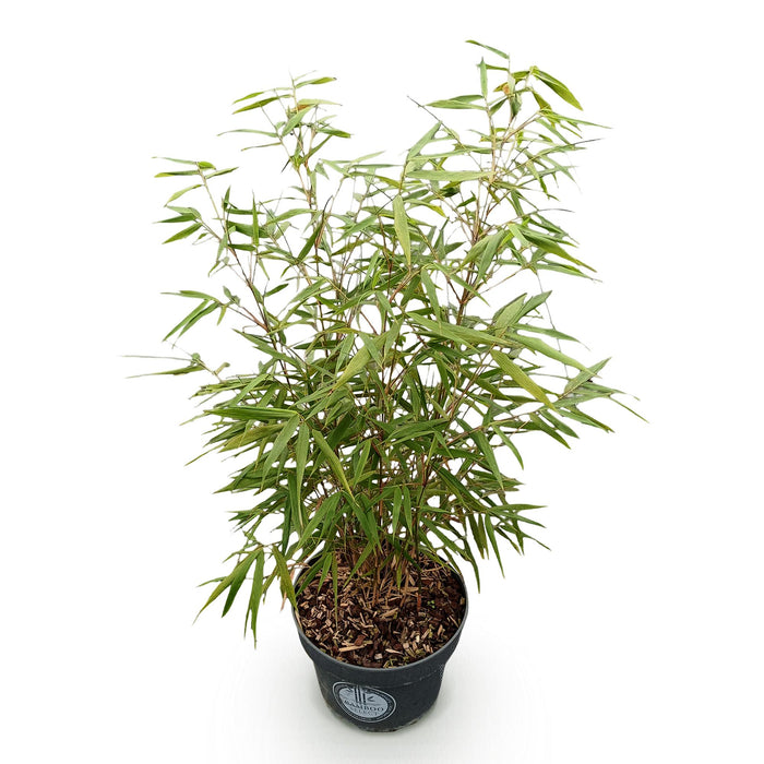 Fargesia scabrida Asian Wonder - Niet Woekerende Bamboe - ↕80cm - Ø23cm