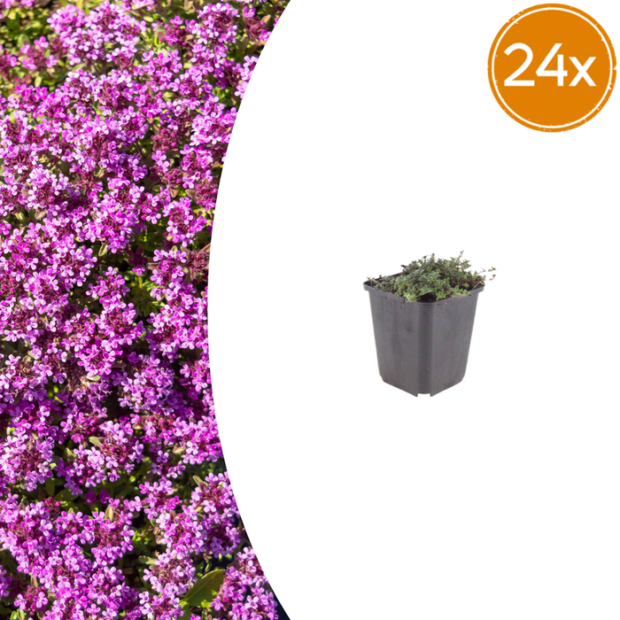 Thymus praecox 'Coccineus' - Kruiptijm - ↕10-25cm - Ø9cm - 24x