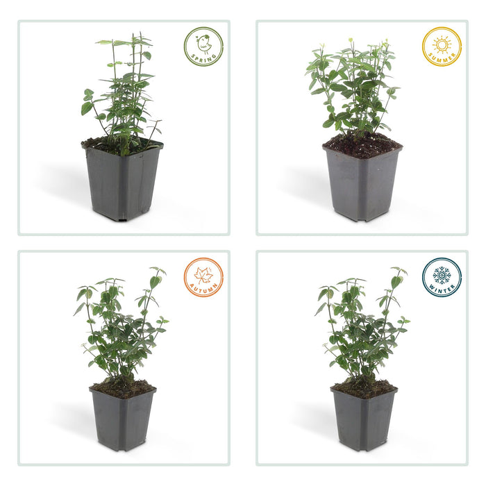 Euonymus fortunei radicans - ↕10-25cm - Ø9cm - 48x