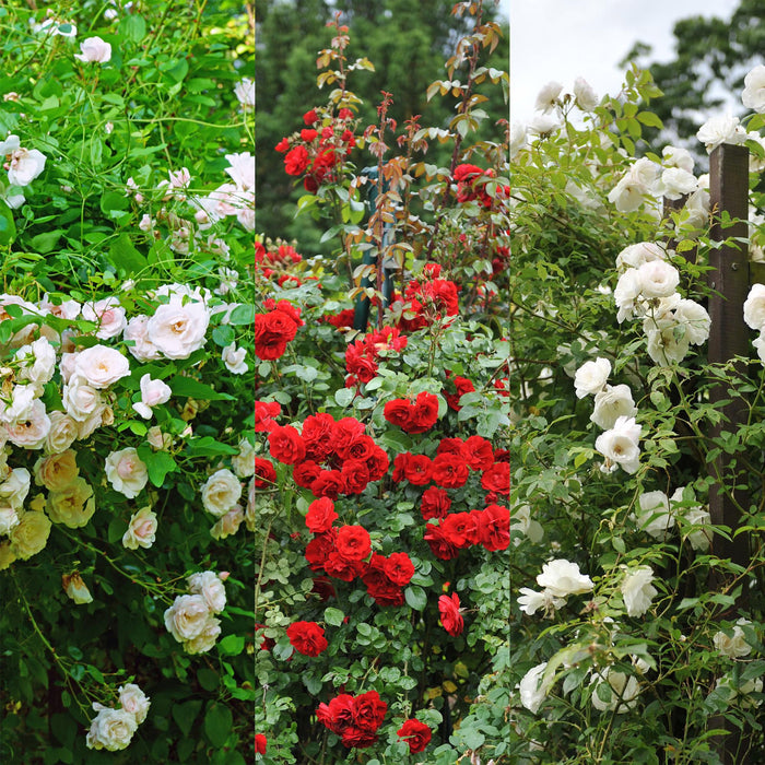 Klimroos - Rosa Tricolour  - Bloemen Roze Wit Rood - Weinig onderhoud - 3 planten - Pot 11cm Hoogte 40cm