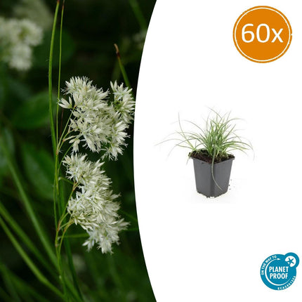 Luzula Nivea - Snehvid Siv - ↕10-25cm - Ø9cm - 60x