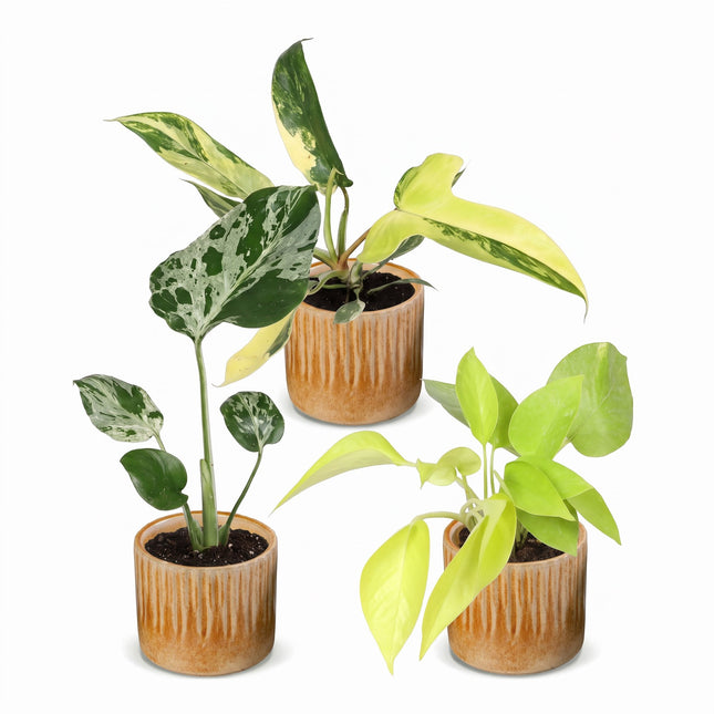 Babyväxter Tropical Mix - Blandade 3x - Tropisk - inkl. Linnea Honey - Ø6cm - ↕10-15cm