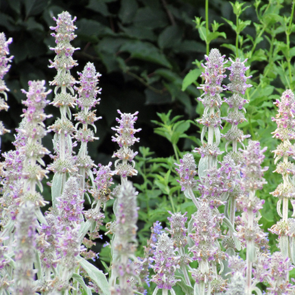 Stachys byzantina 'Silver Carpet' - Ezelsoor - ↕10-25cm - Ø9cm - 24x