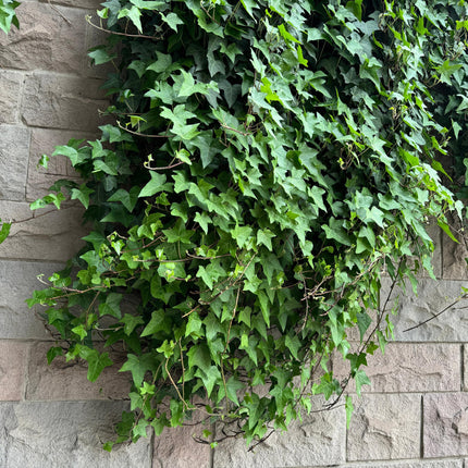 Klimplanten Rainbow - Clematis Montana Rubens, Hedera helix, lonicera Goldflame, Campsis madame Galen - Jaarrond kleur - 4 planten - ↕40cm - Ø11cm