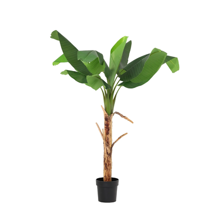 Sztuczna roślina Banana Plant Musa - ↕150cm