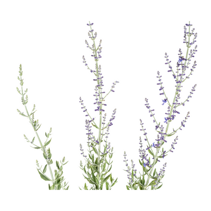 Perovskia Atriplicifolia Ø19cm - ↕50 - 60cm