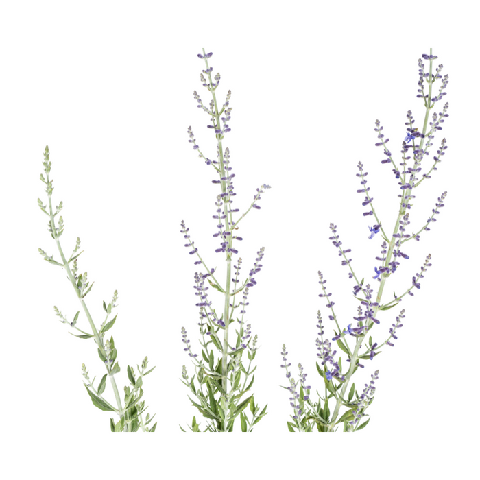 Perovskia Atriplicifolia Ø19cm - ↕50 - 60cm