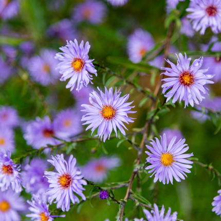 Aster frikartii 'Monch' - Autumn Aster - ↕10-25cm - Ø9cm - 6x