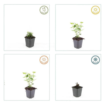 Agastache 'Blue Fortune' - Dropplant - ↕10-25cm - Ø9cm - 24x