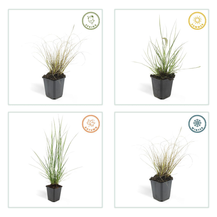 Pennisetum alopecuroides 'Hameln' - ↕10-25cm - Ø9cm - 48x