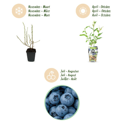Arándano - Vaccinium corymbossum Goldtraube - Arándano - Ø9cm - 6x