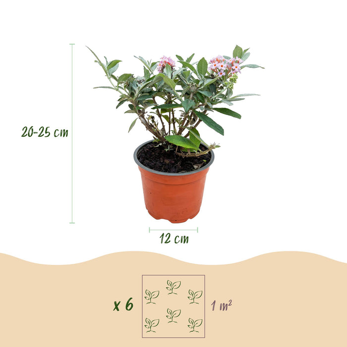 Buddleja davidii Butterfly Candy Little Pink - Vlinderstruik - Compact - Roze - ↕20-25cm - Ø12cm - 3x