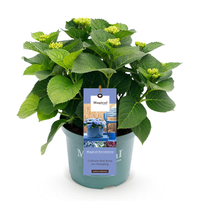 Terrasplant - Hortensia - Hydrangea Magical Revolution Blue - Blauw - 6-10 Bloemen - Pot 23cm Hoogte 55cm