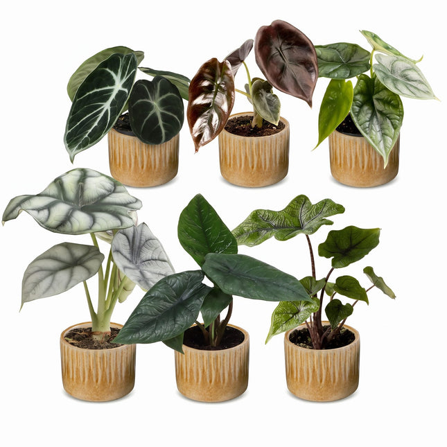 Baby Alocasia Familie 6x - Rood - Groen - Zwart - Zilver - Grijs - Tropisch - incl. Linnea Honey - Ø6cm - ↕12cm