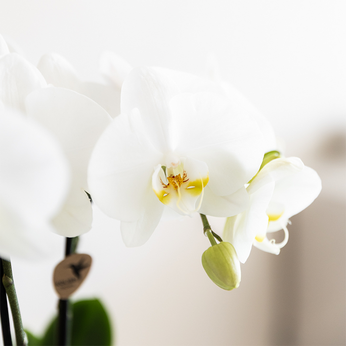 Plantenset Witte Phalaenopsis Orchidee Amabilis en Succulenten incl. keramieken Malaga sierpotten