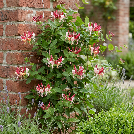 Lonicera jap. 'Red World' - Japanse kamperfoelie 4x - Rood - Roze - Klimplant - Ø9cm - ↕35cm