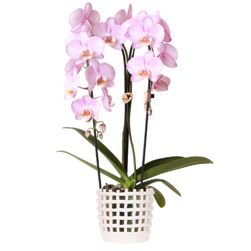 Kolibri Orchids | Roze Niagara Falls orchidee 12cm met Mesh White sierpot