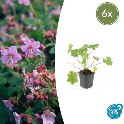 Geranium macrorrhizum 'Varietà di Ingwersen' - ↕10-25cm - Ø9cm - 6x