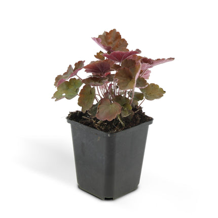 Heuchera mic. 'Palace Purple' - ↕10-25cm - Ø9cm - 48x