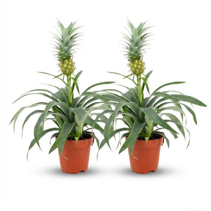 Ananasplante Mi Amigo - ↕35-40cm - Ø12cm - 2x